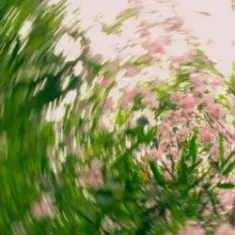 Shallou — A Clearing