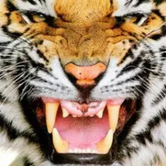 Ottosiderspunk — Crouching Tiger