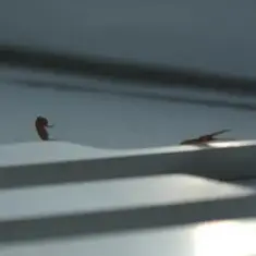 Skrillex & Young Miko — Duro