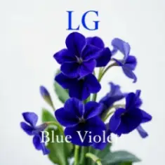 Lali Gordzamashvili — ლურჯი იები-Blue Violets