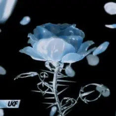 Synergy & RIENK — Stay