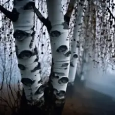 Mojangel — Ах, берёзка моя