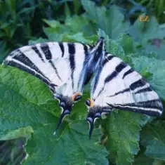 EiZ — Над облаками