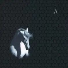 Аквариум — Сокол