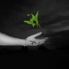 BSEARL & Limmz — DECISION