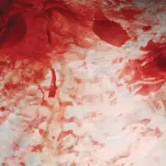 Salem — Baby Ratta