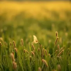 Святая Русь