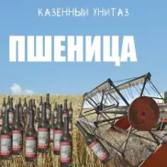 Пшеница