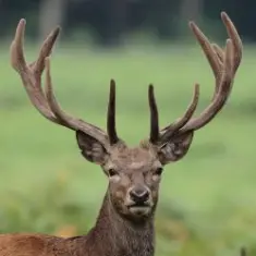 ТІК — Олені