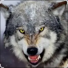 Ваня Barsik — Дивіться суки обережно