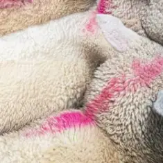 Done Eclipse (Mixed)