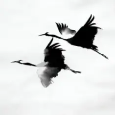 kavabanga Depo kolibri — Журавлі