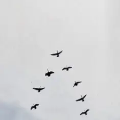 Nelly Furtado & Sid Sriram — GOD