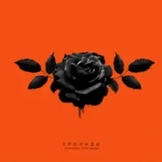 kavabanga Depo kolibri — Троянди