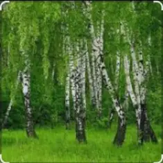 Дмитрий Романов & Инна Улановская — Родные края