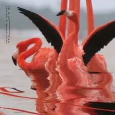 Felix Jaehn feat. Shouse — Walk With Me (Edit)