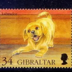 Вячеслав Бутусов — Гибралтар-лабрадор