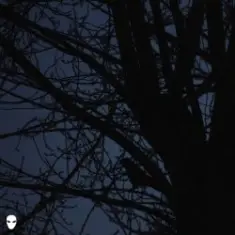 Pharmacist — Dreamin