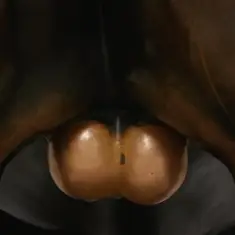 Кровосток — Бабочки