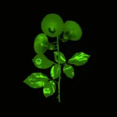 Bacalao — But Not Tonight