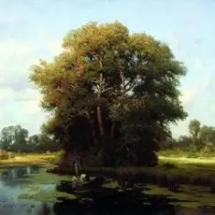 Льонок — Шумiла сосна i явiр