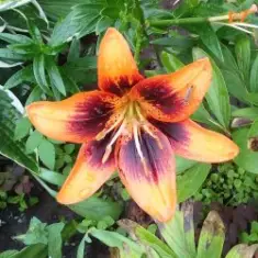 EiZ — В летнем парке